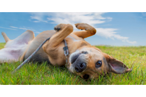 5 Common Causes of Itching in Pets
