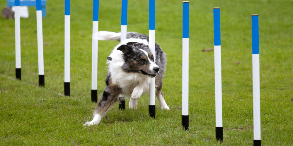 Westminster Dog Show Competition - Grand Event of where to watch the Westminster Dog Show in the year 2022