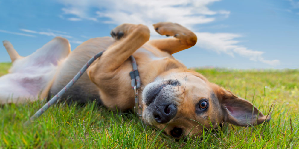 5 Common Causes of Itching in Pets