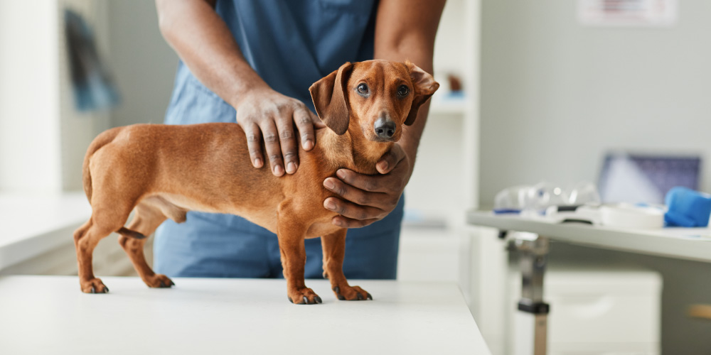7 Signs It Might Be Time To Take Your Pet To The Vet