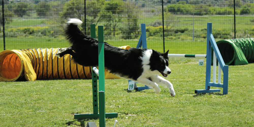 Arthritis in Dogs