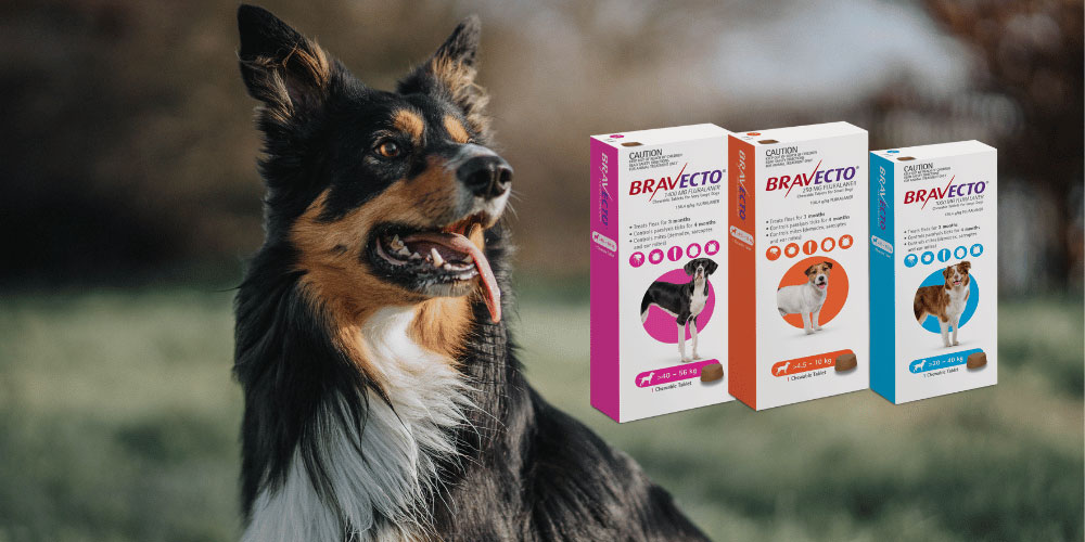 Bravecto - a great range for your dog’s protection from ticks and fleas