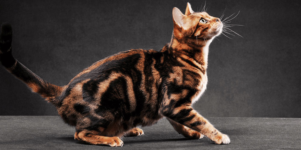 Arthritis in cats