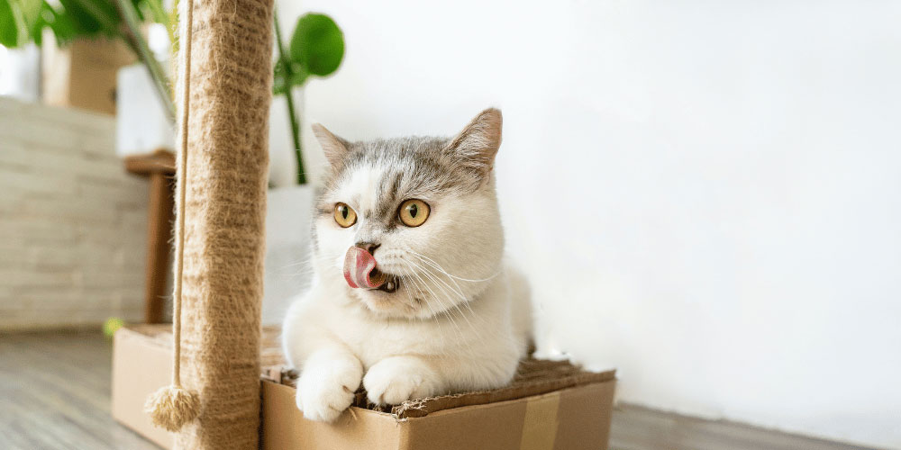 Why Cats Love Cardboard Boxes