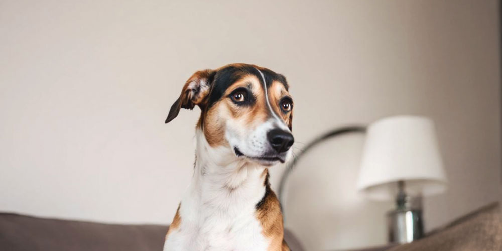 Do Pets Hold Grudges?