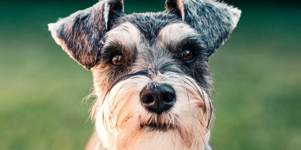 Terrier staring at the camera