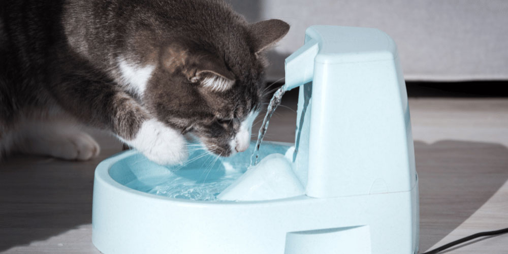 Getting Your Cat to Drink Water