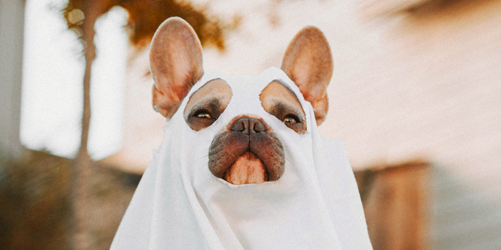 Halloween Dog