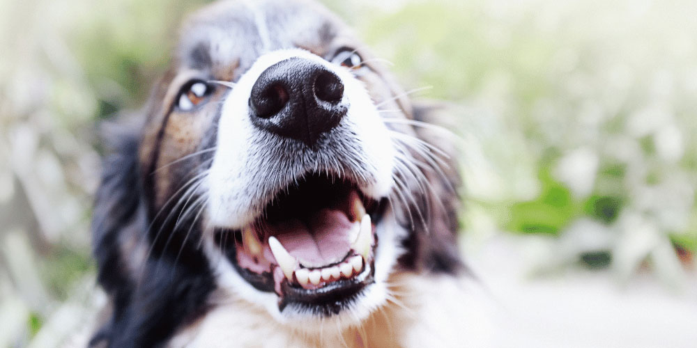 Bad Breath In Dogs