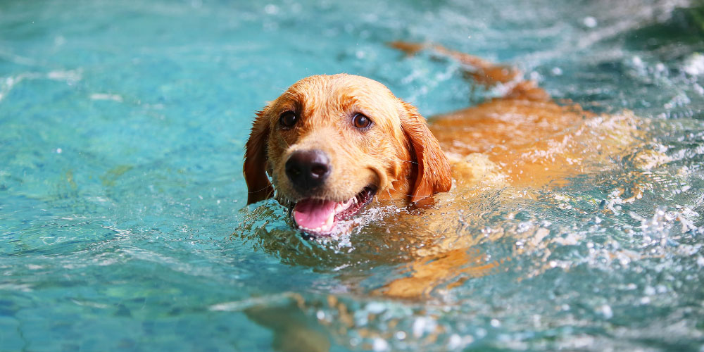 Is It Safe for Dogs to Swim in Pools