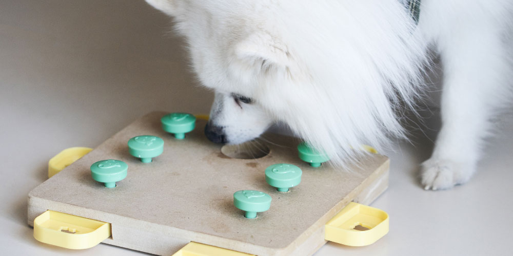 Low-Effort Ways to Exercise Your Pet Indoors