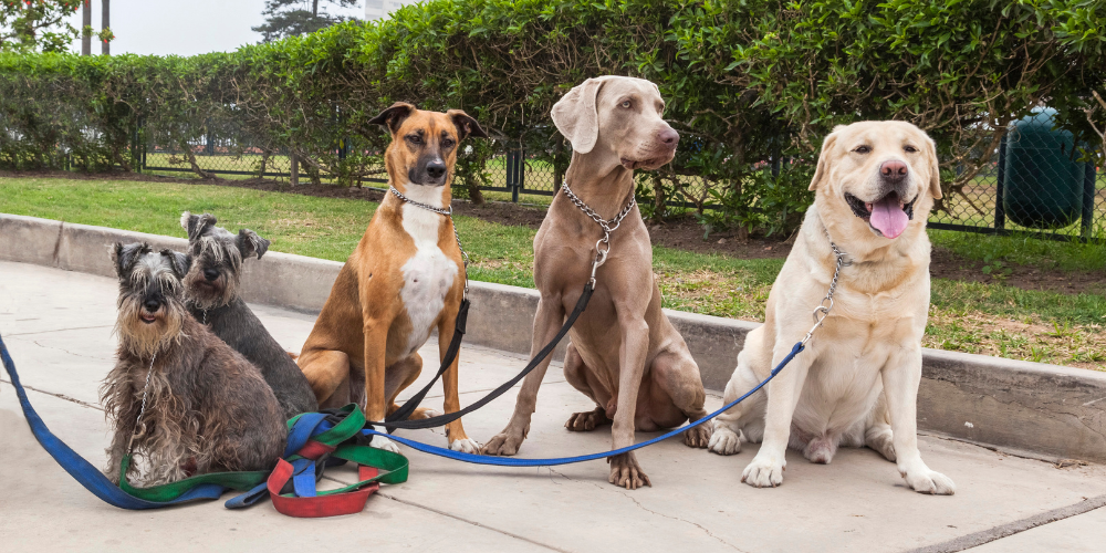 Most Popular Dog Breed in Each US State in 2024