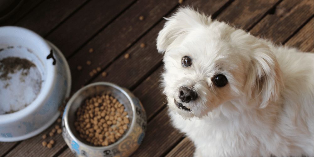 How To Prevent Aggression During Meal Time
