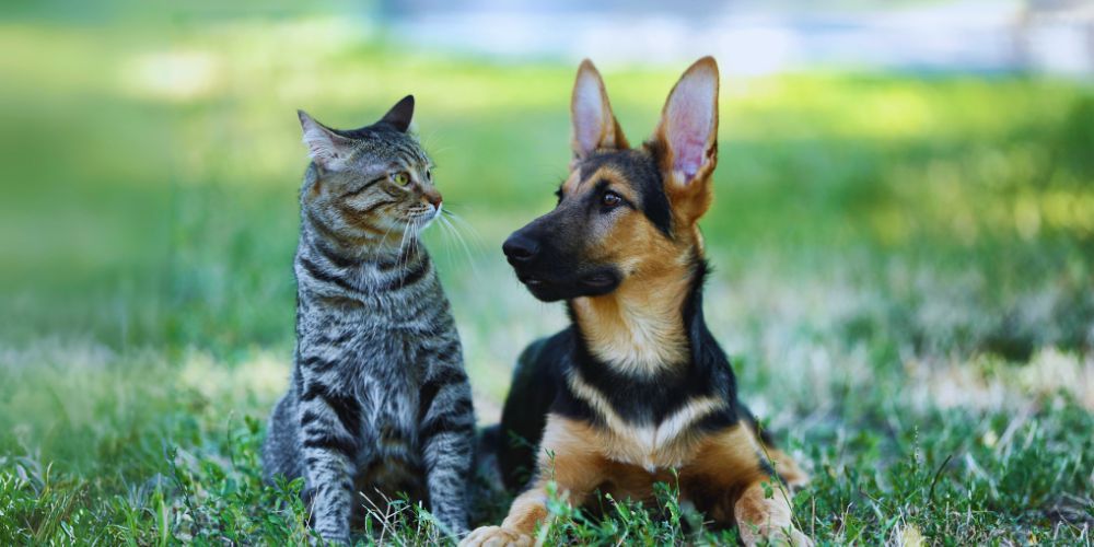 Preventing Jealousy in a Multi-Pet Home