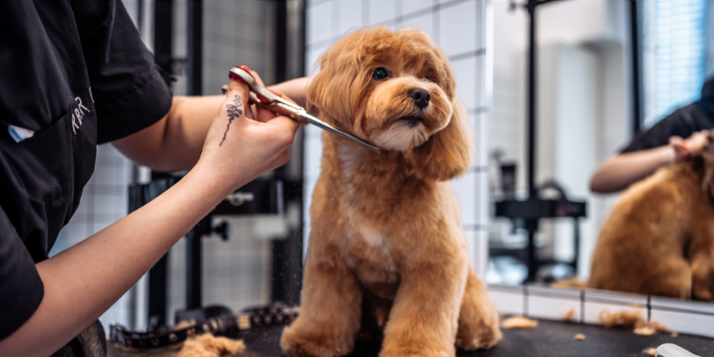 Should I Shave My Dog in the Summer? | CanadaVet