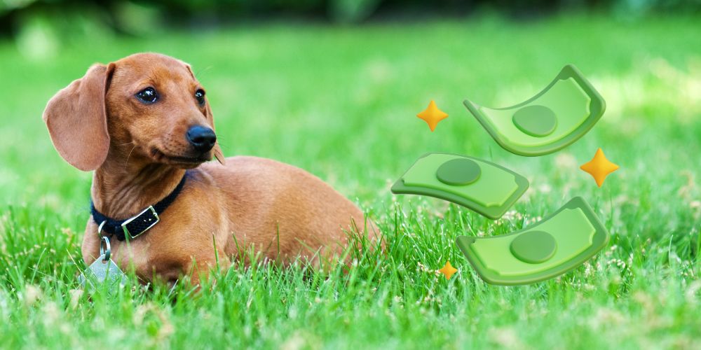 Smart Ways to Save Money on Your Dog