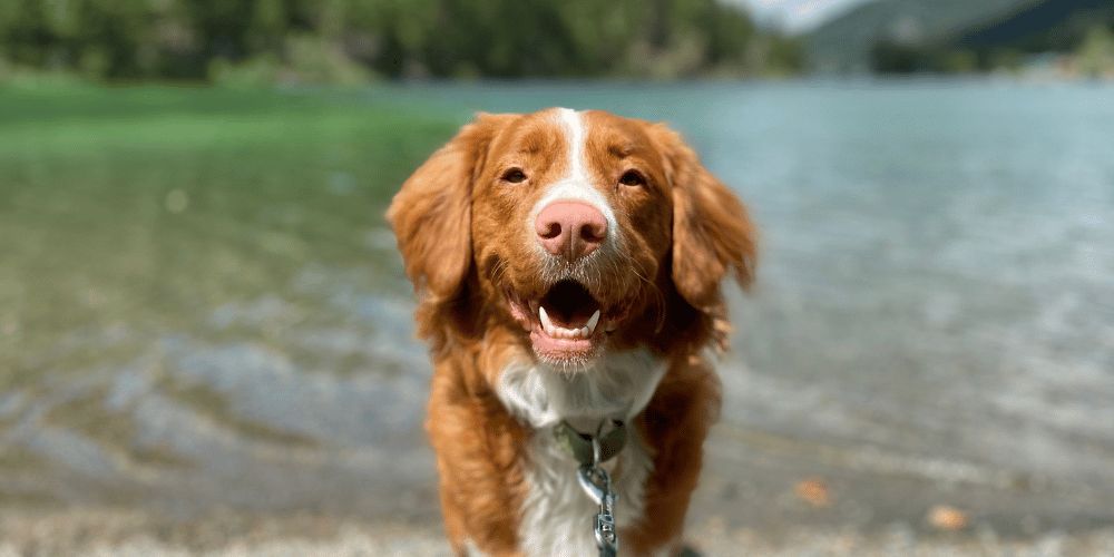 Summer Paw Protection: 7 Easy Steps for a Paw-some Season