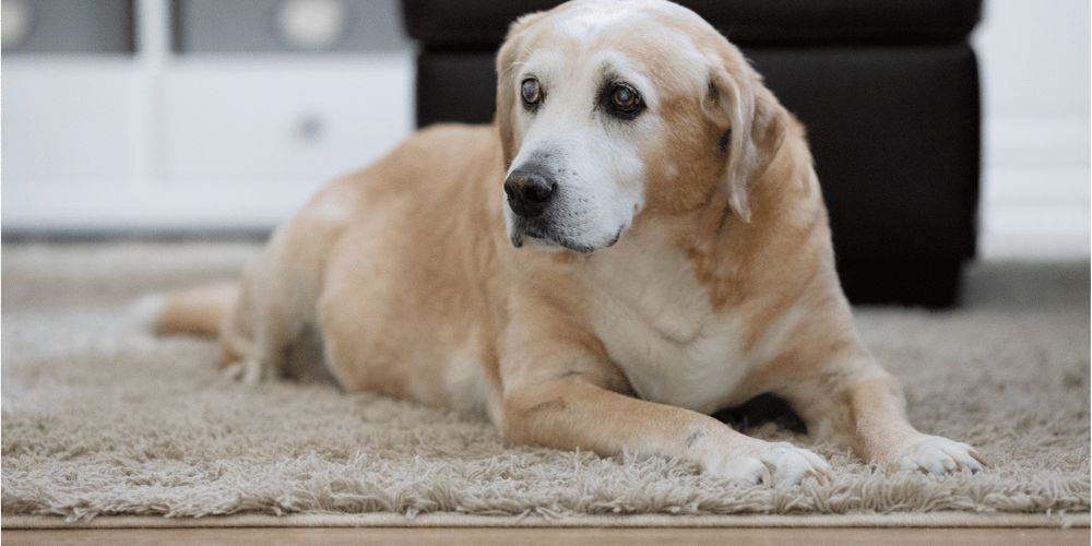 Understanding Dementia in Dogs
