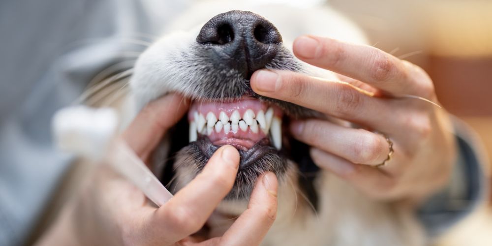 Understanding Periodontal Disease