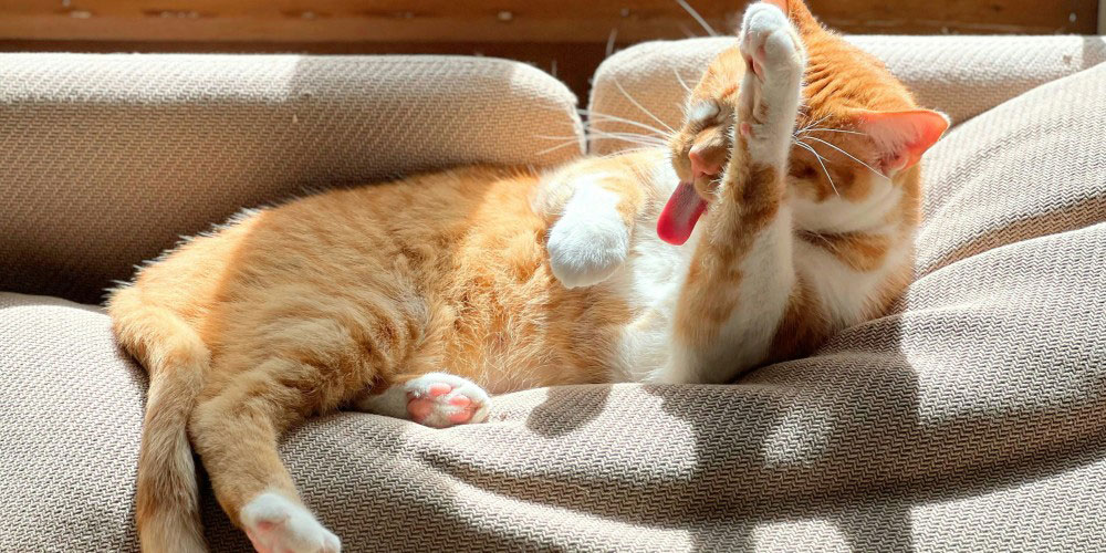 What Wipes Can I Use on My Cat?