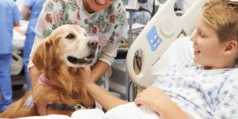 What is a Therapy Dog?