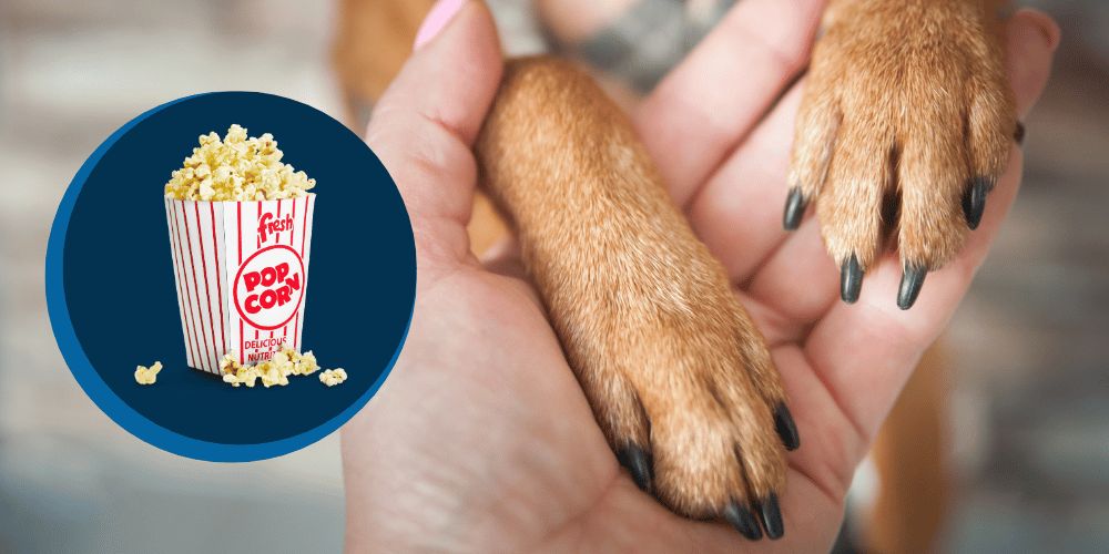 Why Do My Dog's Feet Smell Like Popcorn?