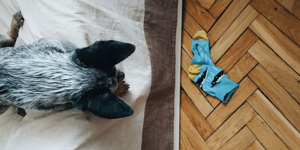 Why Does My Dog Steal My Socks?