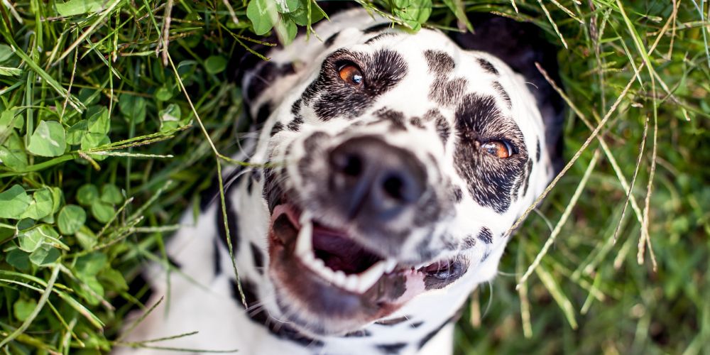 Should I Be Brushing My Dog's Teeth?
