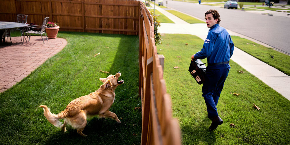 Why Are Dogs Obsessed with the Mailman?