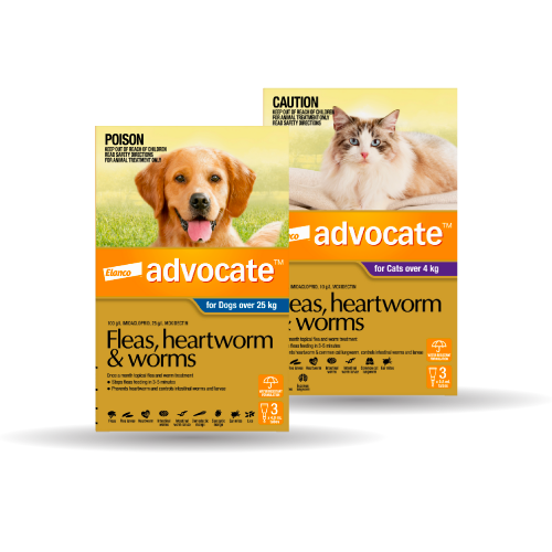 Advocate
