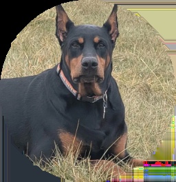 Christine H's pet