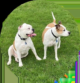Jacqueline G's pets