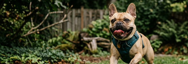 Shop Dog Products