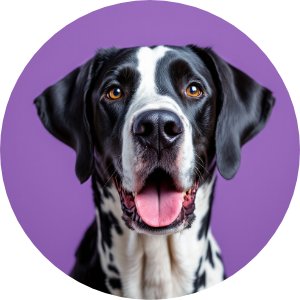 Bravecto Chews Extra Large