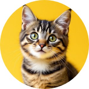 NexGard Spectra Spot-On Large Cat