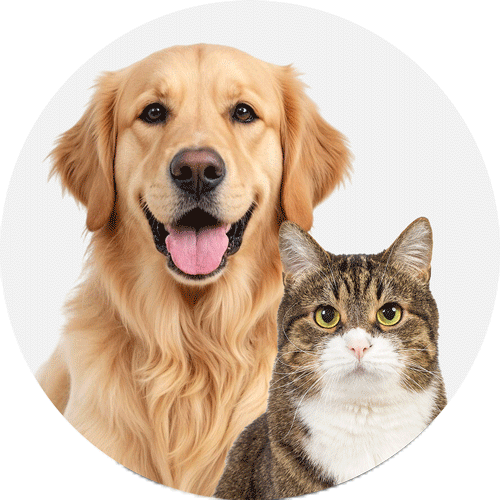 Dog and cat avatar