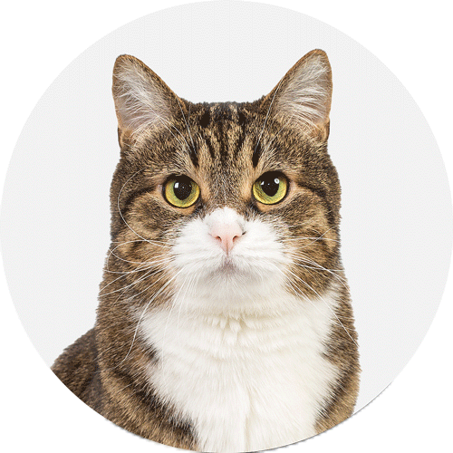 Cat avatar