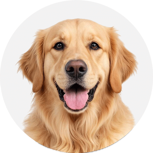 Dog avatar